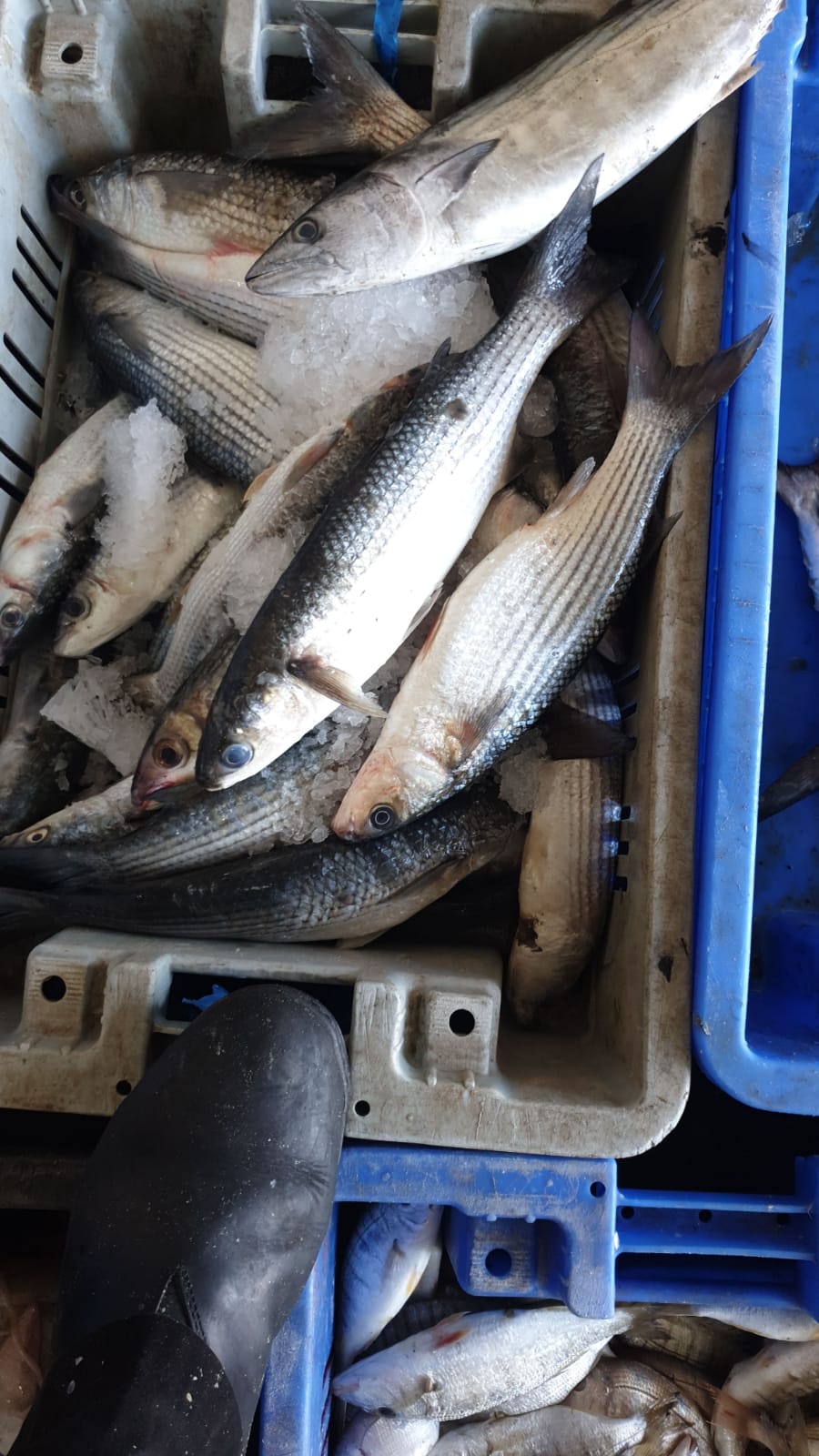 WhatsApp Image 2020-01-30 at 10.32.29 AM.jpeg.jpeg